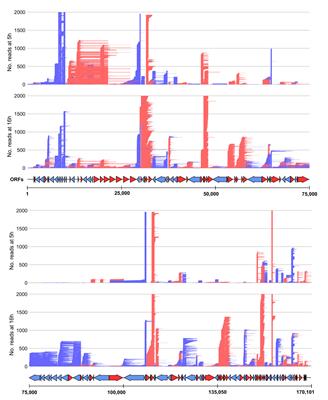 Frontiers Transcription Termination And Readthrough In African Swine